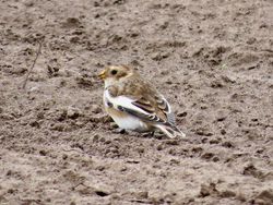 Photographed at Pleinmont [PLE]. on 26/10/2021. Photo: &copy; Wayne Turner