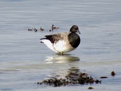 Photographed at Perelle [PER]. on 2/11/2021. Photo: &copy; Wayne Turner