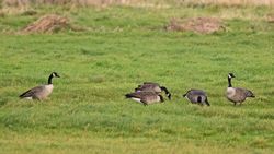 Photographed at Colin Best NR. on 4/11/2021. Photo: &copy;  Rockdweller