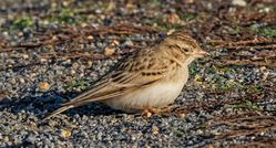 Photographed at Vazon [VAZ]. on 11/11/2021. Photo: &copy;  Rockdweller