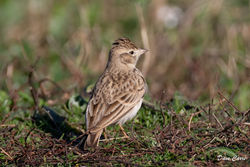 Photographed at Vazon [VAZ]. on 11/11/2021. Photo: &copy; Dave Carre