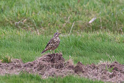 Photographed at Colin Best NR [CNR]. on 15/11/2021. Photo: &copy; Rod Ferbrache