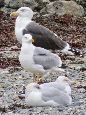 Photographed at Perelle [PER]. on 16/11/2021. Photo: &copy; Wayne Turner
