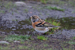 Photographed at Vazon [VAZ]. on 22/11/2021. Photo: &copy; Rod Ferbrache