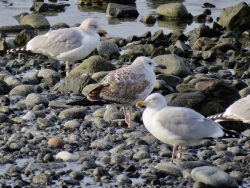 Photographed at Rocquaine [ROC]. on 29/11/2021. Photo: &copy; Wayne Turner