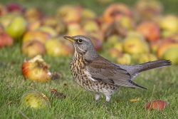 Photographed at Bas Capelles [BAS]. on 29/11/2021. Photo: &copy; Rod Ferbrache