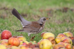 Photographed at Bas Capelles [BAS]. on 1/12/2021. Photo: &copy; Rod Ferbrache