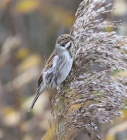 . Photo: &copy; Guy O’Regan