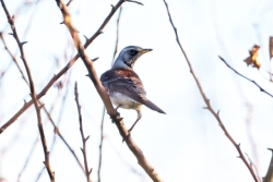 Photographed at Grands Marais/Pre [PRE]. on 18/12/2021. Photo: &copy; Guy O’Regan