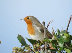 Photographed at Forest Road [FO3]. on 2/11/2021. Photo: &copy; Jamie Hooper