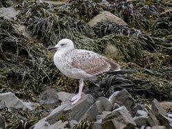 Photographed at Perelle [PER]. on 3/1/2022. Photo: &copy; Wayne Turner