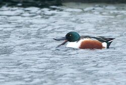 Photographed at Rue des Marais, VAL [MA2]. on 6/1/2022. Photo: &copy; Julie Davis