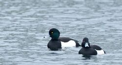 Photographed at Rue des Marais, VAL [MA2]. on 6/1/2022. Photo: &copy; Julie Davis