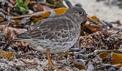 Photographed at Jaonneuse [JAO]. on 7/1/2022. Photo: &copy;  Rockdweller