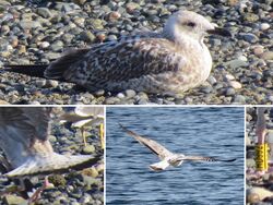 Photographed at Perelle [PER]. on 6/9/2021. Photo: &copy; Wayne Turner