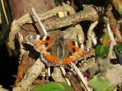 Photographed at Rue des Bergers [BER]. on 14/1/2022. Photo: &copy; Wayne Turner