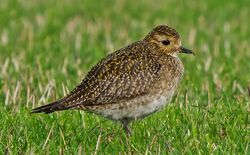 Photographed at Pleinmont [PLE]. on 18/1/2022. Photo: &copy;  Rockdweller