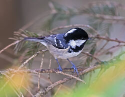 Photographed at St Peter Port [SPP]. on 23/1/2022. Photo: &copy; Mike Cunningham
