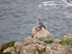 Photographed at Prevote [PRV]. on 25/1/2022. Photo: &copy; Wayne Turner