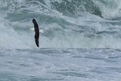 Photographed at Fort Le Marchant [MAR]. on 18/2/2022. Photo: &copy; Rod Ferbrache