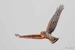 Photographed at South Coast Cliffs. on 27/2/2022. Photo: &copy; Dave Carre