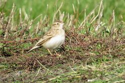 Photographed at Fort Hommet [HOM]. on 11/11/2021. Photo: &copy; Mark Guppy