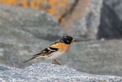 Photographed at Shingle Bank [SHI]. on 9/3/2022. Photo: &copy; Dave Carre