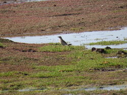 Photographed at Colin Best NR [CNR]. on 18/5/2018. Photo: &copy; Mark Guppy