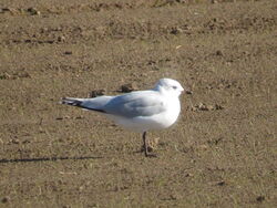 Photographed at Mt. Herault [MHE]. on 3/11/2018. Photo: &copy; Mark Guppy