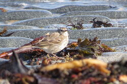 Photographed at Vazon [VAZ]. on 22/3/2022. Photo: &copy; Mark Guppy