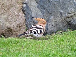 Photographed at Rue de Valniquets [RDV]. on 26/3/2022. Photo: &copy; Wayne Turner