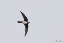 Photographed at Perelle [PER]. on 28/3/2022. Photo: &copy; Dave Carre