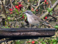 Photographed at My back garden, Route de carteret. on 7/4/2022. Photo: &copy; Judy Down