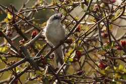 Photographed at Route de Carteret. on 7/4/2022. Photo: &copy; Steve Down