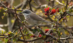 Photographed at Route de Carteret. on 7/4/2022. Photo: &copy; Steve Down