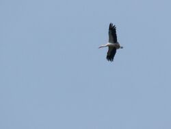 White Stork photographed at Les Sept Etoiles on 10/4/2022. Photo: &copy; Chris Sharman