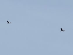 White Stork photographed at Rocquaine [ROC] on 10/4/2022. Photo: &copy; Wayne Turner