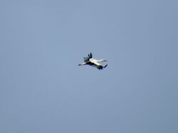 White Stork photographed at Rocquaine [ROC] on 10/4/2022. Photo: &copy; Wayne Turner
