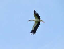 White Stork photographed at Rue des Houges, SSV on 11/4/2022. Photo: &copy; Mark Guppy