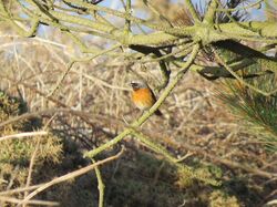 Photographed at Fort Hommet [HOM]. on 11/4/2022. Photo: &copy; Mark Guppy