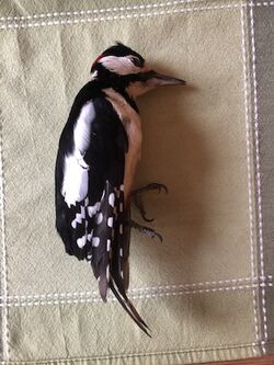 Photographed at York Avenue [YOR]. on 8/4/2022. Photo: &copy; Mark Guppy