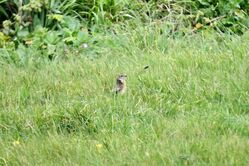 Photographed at Mt. Herault [MHE]. on 2/4/2022. Photo: &copy; Mark Guppy