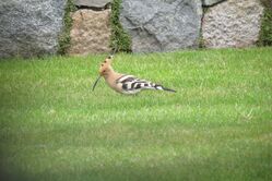 Photographed at Rue de Valniquets [RDV]. on 28/3/2022. Photo: &copy; Mark Guppy
