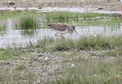 Photographed at Colin Best NR [CNR]. on 28/3/2022. Photo: &copy; Mark Guppy