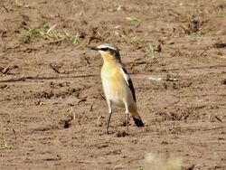 Photographed at Pleinmont [PLE]. on 14/4/2022. Photo: &copy; Wayne Turner