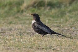 Photographed at Fort Le Marchant [MAR]. on 18/4/2022. Photo: &copy; Rod Ferbrache