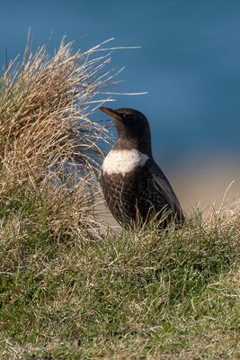 Photographed at Fort Le Marchant [MAR]. on 18/4/2022. Photo: &copy; Rod Ferbrache