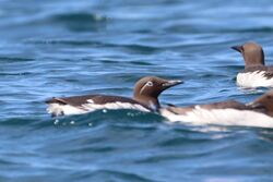 Photographed at Sark [SAK] . on 18/4/2022. Photo: &copy; Guy O’Regan