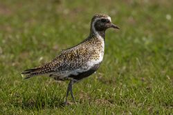 Photographed at Pleinmont [PLE]. on 25/4/2022. Photo: &copy; Rod Ferbrache