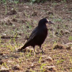 Photographed at Pleinmont [PLE]. on 25/4/2022. Photo: &copy; Wayne Turner